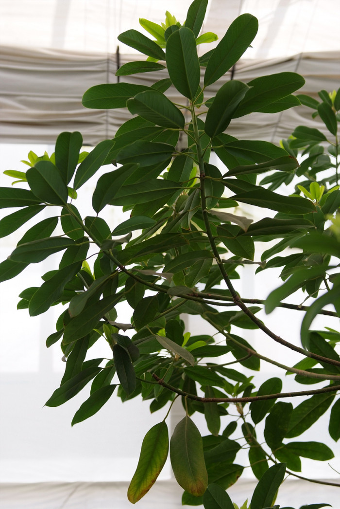 굴거리나무 - Daphniphyllum macropodum Miq.