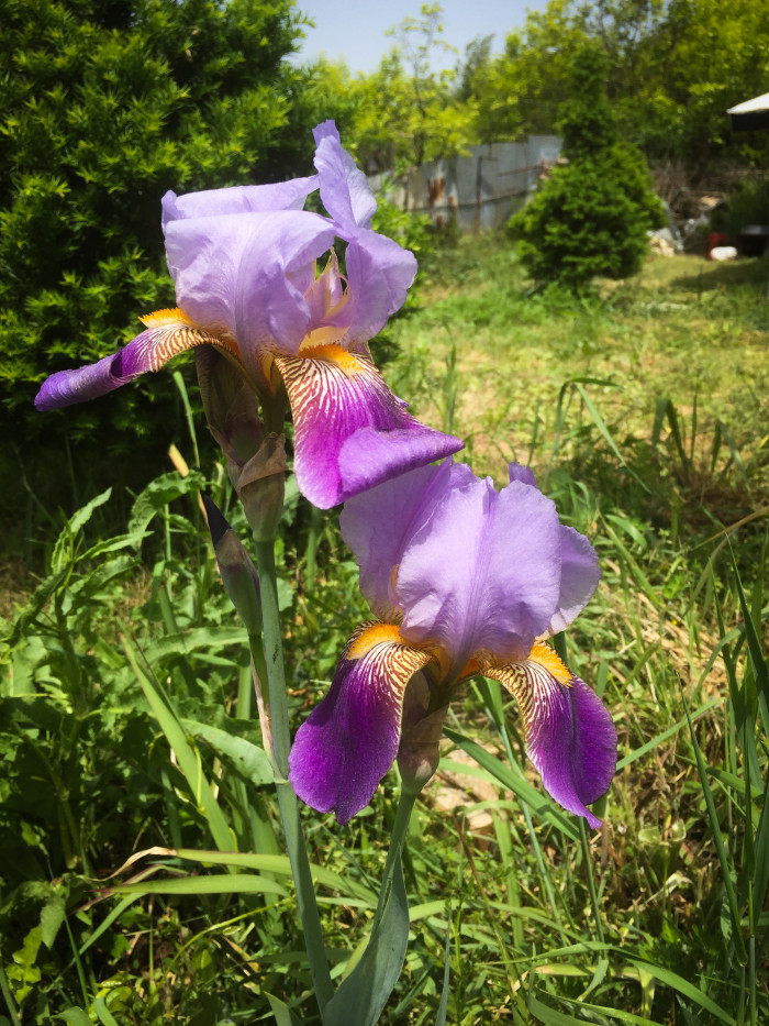 독일붓꽃 - German iris, Iris germanica L.