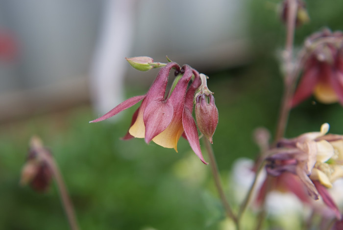 매발톱 - columbine, Aquilegia buergeriana Siebold & Zucc. var. oxysepala (Trautv. & C. A. Mey.) Kitam.
