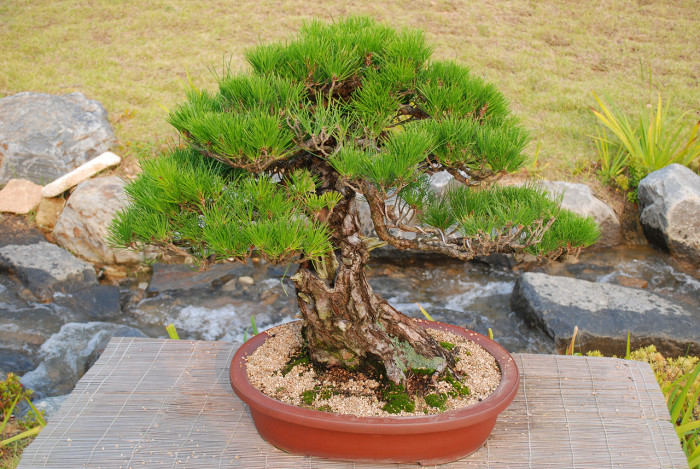 소나무 - Pine Tree, Pinus densiflora Siebold & Zucc.