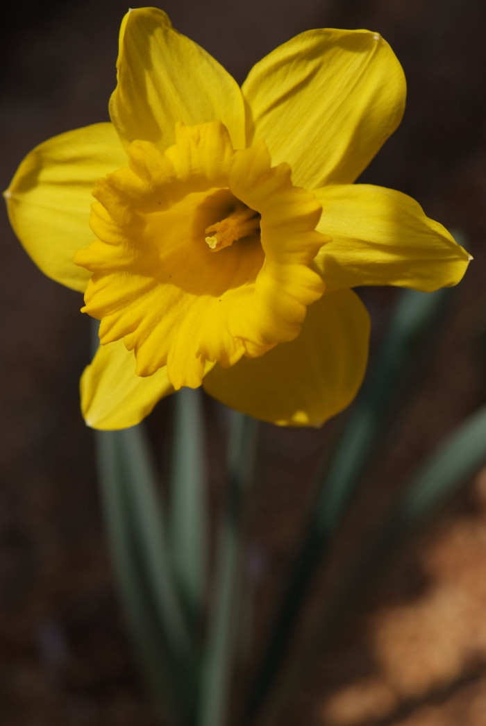 수선화 - daffodil, Narcissus tazetta var. chinensis