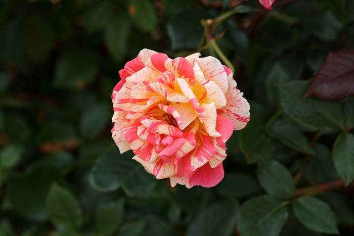 장미 - Rose, Rosa hybrida