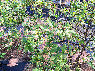 블루베리 사진 - Vaccinium spp. Photos