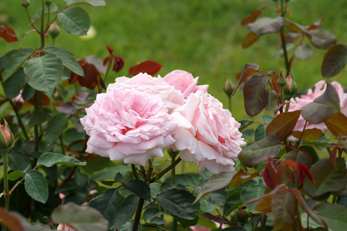 장미 - Rose, Rosa hybrida