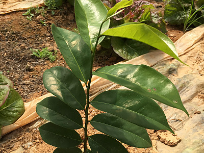 그라비올라 사진 - Annona muricata L Photos
