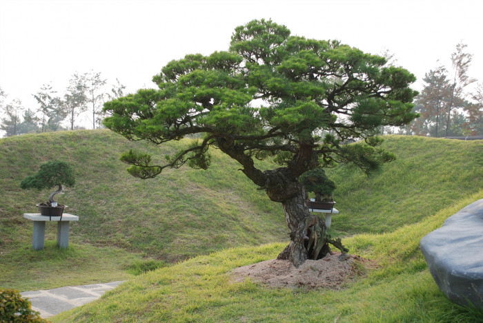 소나무 - Pine Tree, Pinus densiflora Siebold & Zucc.