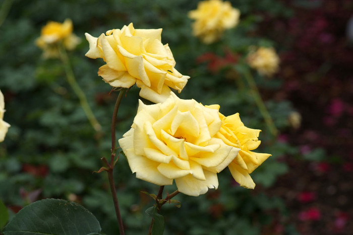장미 - Rose, Rosa hybrida