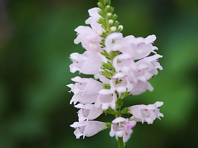 꽃범의꼬리 사진 - Physostegia virginiana Photos