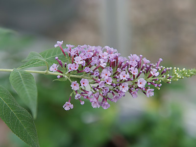 부들레야 사진 - Buddleja davidii Photos