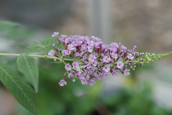 부들레야 - butterfly bush, Buddleja davidii