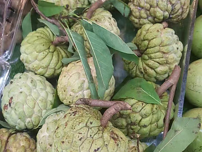 슈가애플 사진 - Annona Squamosa Photos