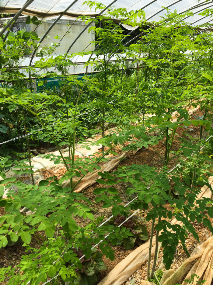 모링가 - Moringa, drumstick tree, Moringa oleifera