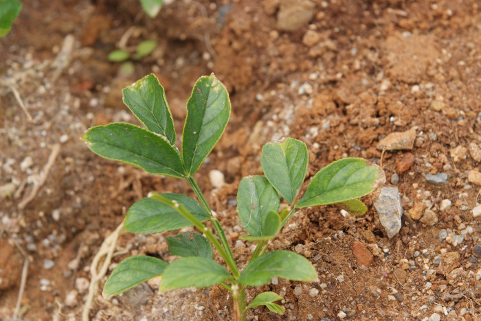 백선 - fraxinella, Dictamnus dasycarpus Turcz.