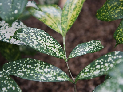 드라세나 미자란타 사진 - Dracaena marginata Photos