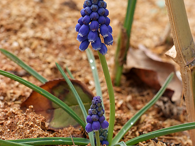 무스카리 사진 - Muscari armeniacum. Photos