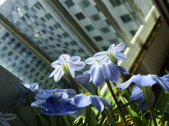 향기별꽃 - starflower, spring starflower, Ipheion uniflorum