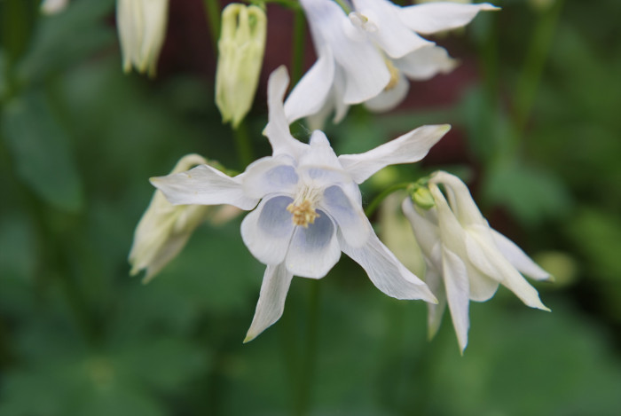 매발톱 - columbine, Aquilegia buergeriana Siebold & Zucc. var. oxysepala (Trautv. & C. A. Mey.) Kitam.