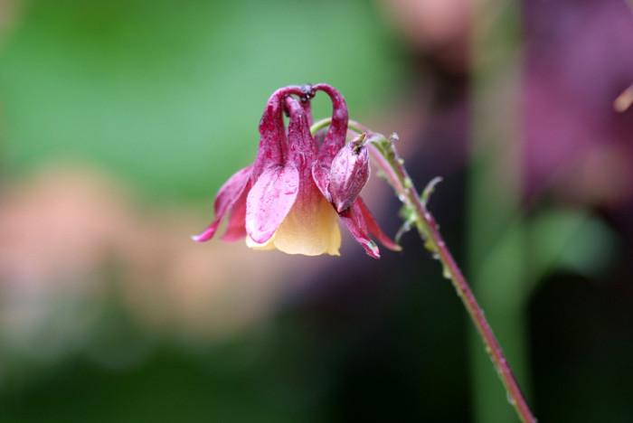 매발톱 - columbine, Aquilegia buergeriana Siebold & Zucc. var. oxysepala (Trautv. & C. A. Mey.) Kitam.