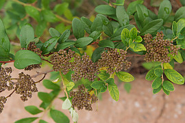 갈기조팝나무 - Spiraea trichocarpa Nakai