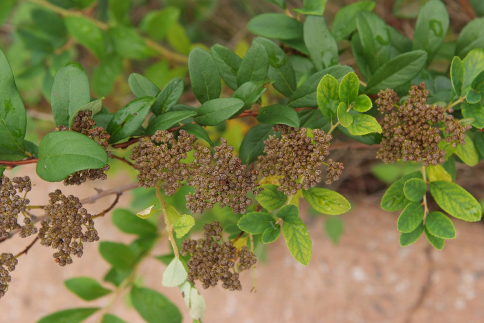 갈기조팝나무 - Spiraea trichocarpa Nakai