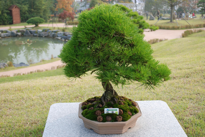 곰솔 - Pinus thunbergii Parl.