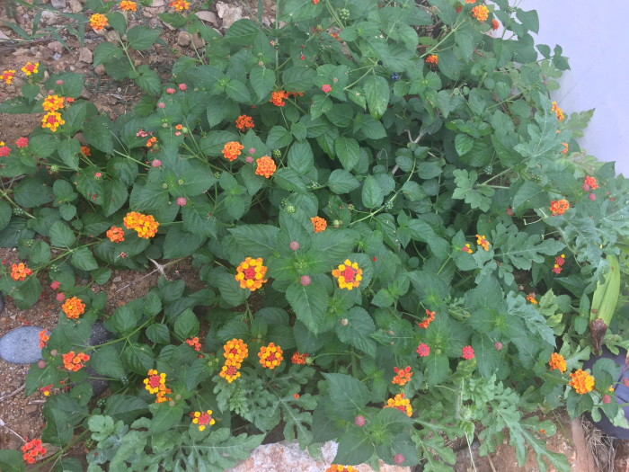 란타나 - Spanish Flag, West Indian Lantana, Lantana camara