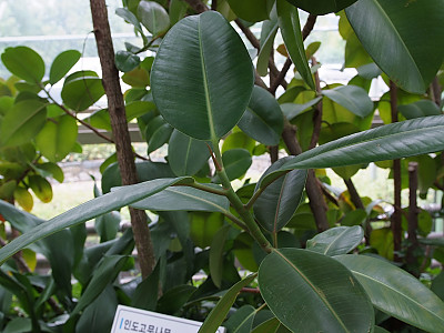 인도고무나무 사진 - Ficus elastica Roxb. Photos