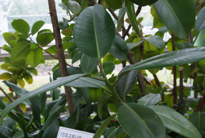 인도고무나무 - Rubber plant, Ficus elastica Roxb.