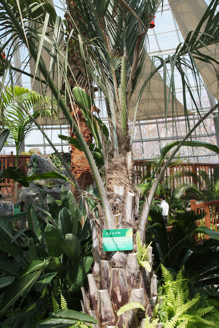 뷰티아야자 - Jelly palm, Butia odorata (Barb.Rodr.) Noblick