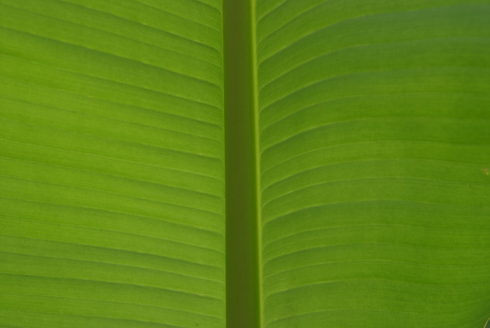 바나나나무 - Banana, Musa paradisiaca L.