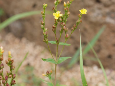 고추나물 사진 - Hypericum erectum Thunb. Photos