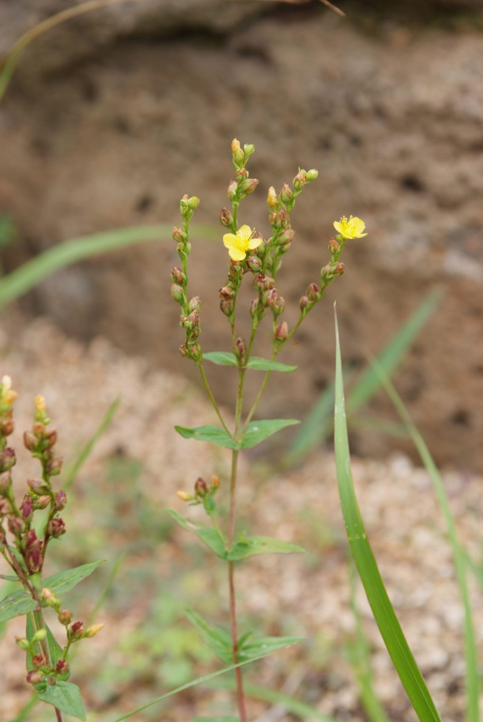 고추나물 - Hypericum erectum Thunb.