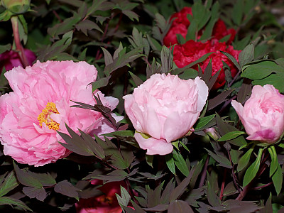 모란 사진 - Paeonia suffruticosa Andr. Photos