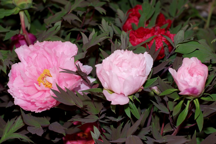 모란 - Peony blossom, Paeonia suffruticosa Andr.