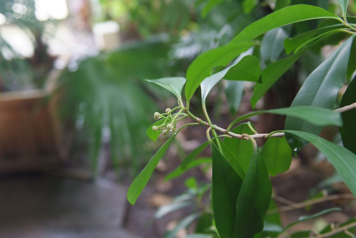 아르디시아 루밀리스 - Arisia humulis, Ardisia humilis