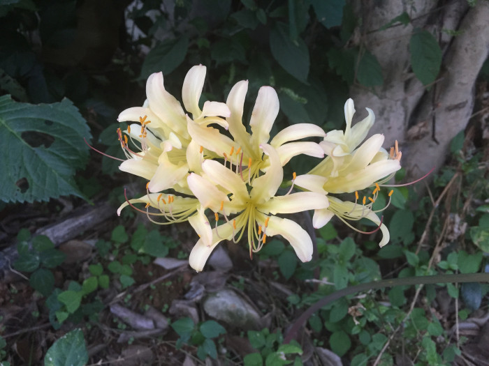 붉노랑상사화 - Lycoris flavescens M.Y.Kim & S.T.Lee