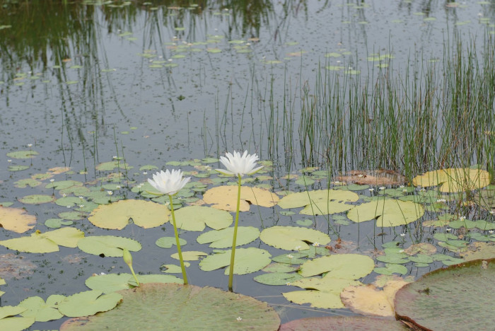 수련 - Nymphaea tetragona var. angusta