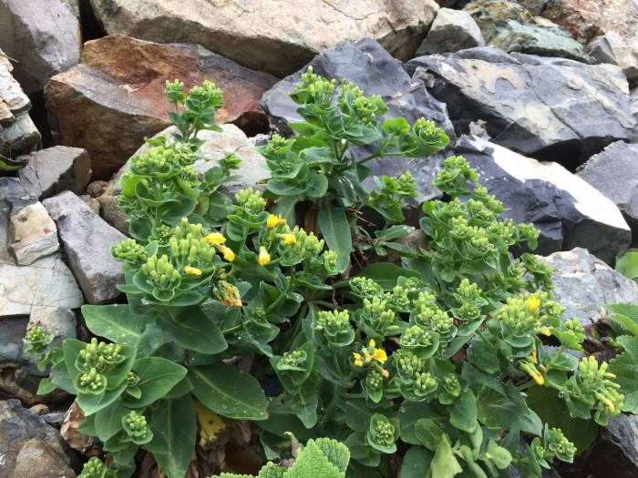 갯고들빼기 - Crepidiastrum lanceolatum (Houtt.) Nakai