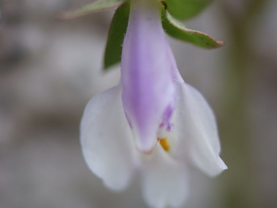 주름잎 사진 - Mazus pumilus (Burm.f.) Steenis Photos
