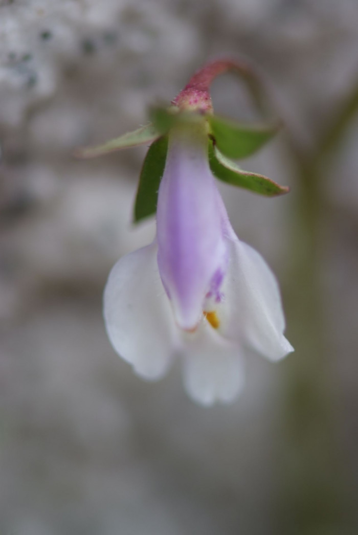주름잎 - Mazus pumilus (Burm.f.) Steenis