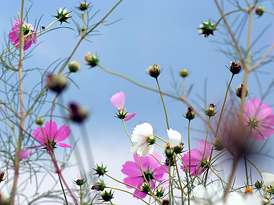 코스모스 사진 - Cosmos bipinnatus Photos