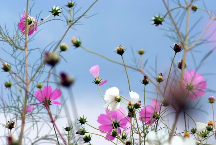 코스모스 - Browallia speciosa, Cosmos bipinnatus