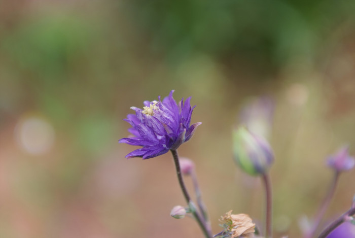 매발톱 - columbine, Aquilegia buergeriana Siebold & Zucc. var. oxysepala (Trautv. & C. A. Mey.) Kitam.