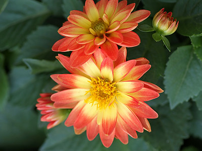 다알리아 사진 - Dahlia pinnata Cav. Photos