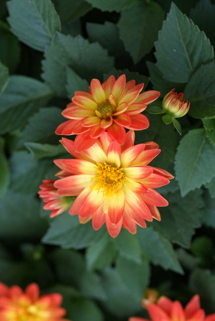 다알리아 - YELLOw BAIRD, Dahlia pinnata Cav.