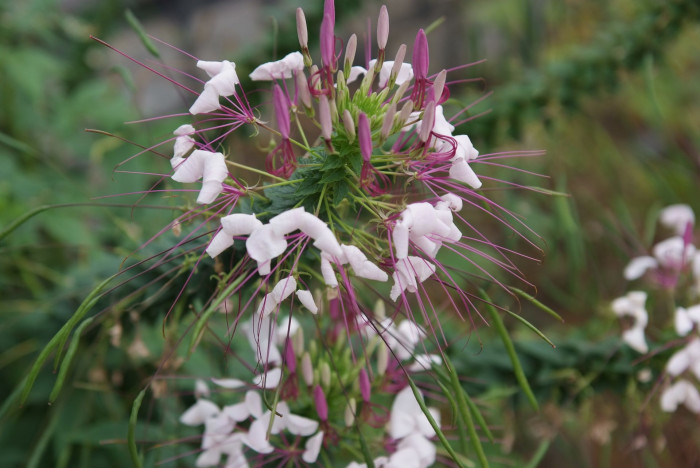 풍접초 - Cleome spinosa