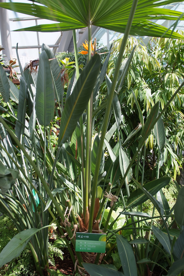 비로야자 - Chinese fan palm, Fountain palm,, Livistona chinensis