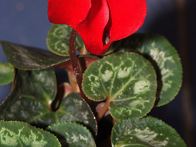 시클라멘 사진 - Cyclamen persicum Photos