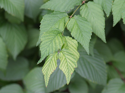 병아리꽃나무 사진 - Rhodotypos scandens  Photos