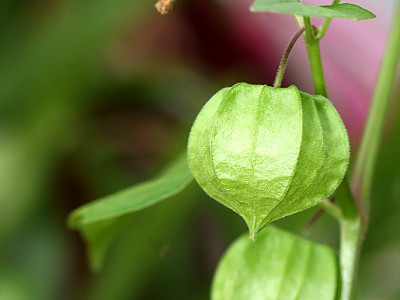 땅꽈리 사진 - Physalis angulata L. Photos